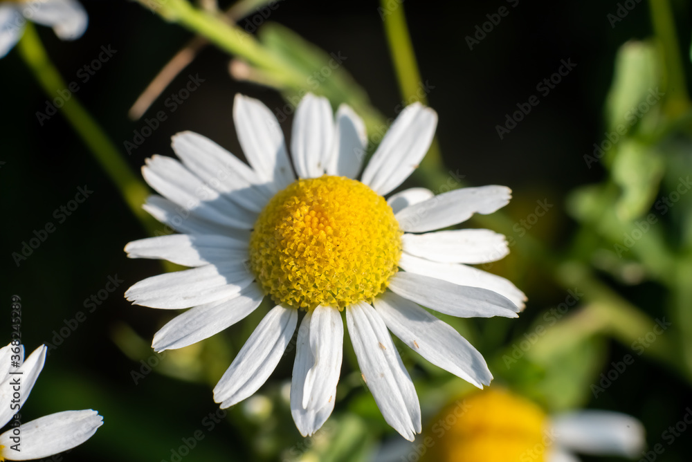 Fototapeta premium Beautiful white wildflower on a green background.