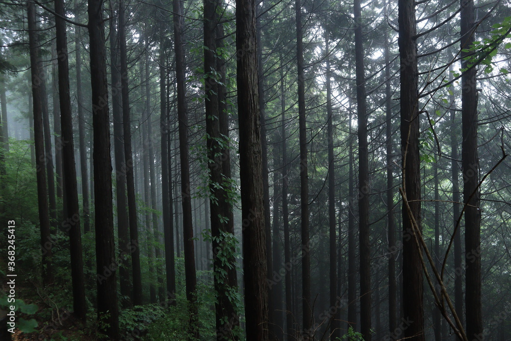 Fototapeta premium nature in Hinohara village ,japan,tokyo