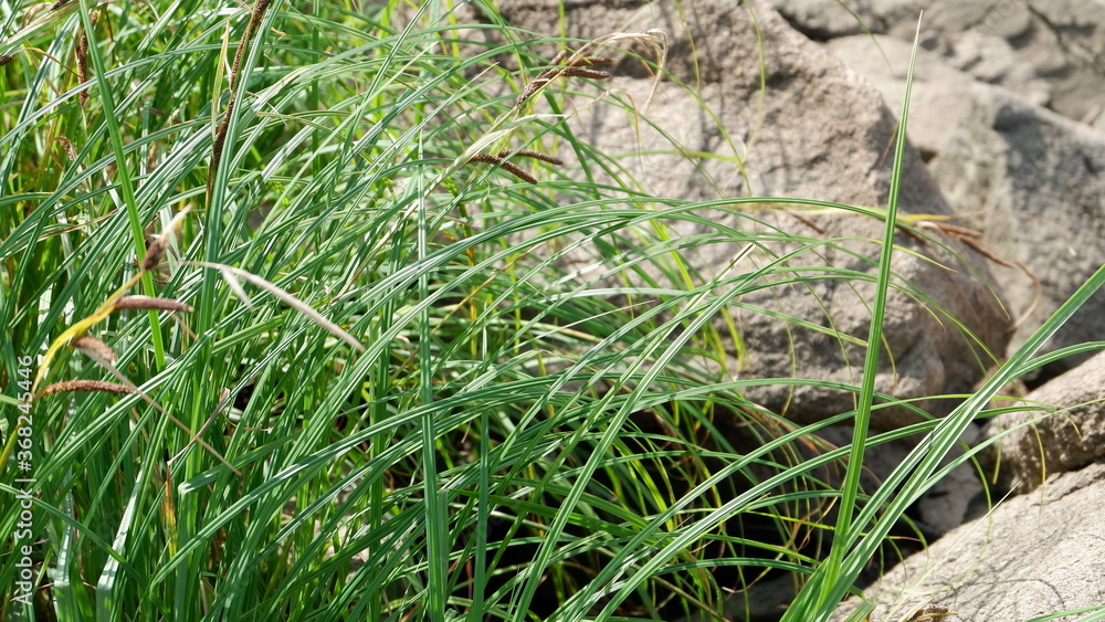 green grass on the ground green grass on the ground