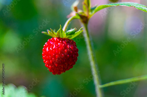 Wild strawberrie closeup