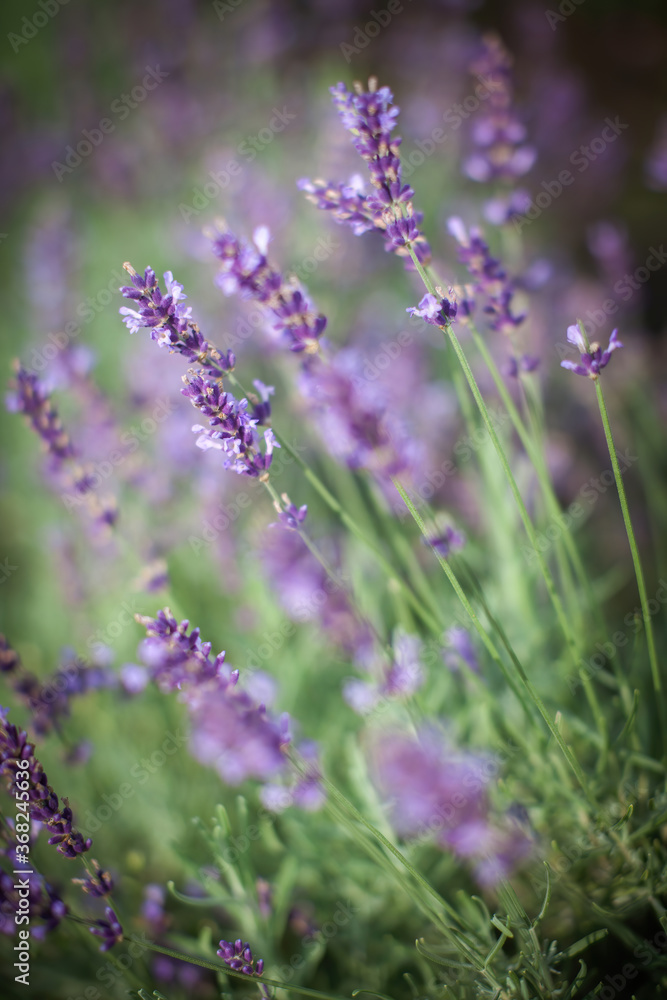 Fototapeta premium Purple lavender flowers on a blooming field. Close shot. Material for natural cosmetics.