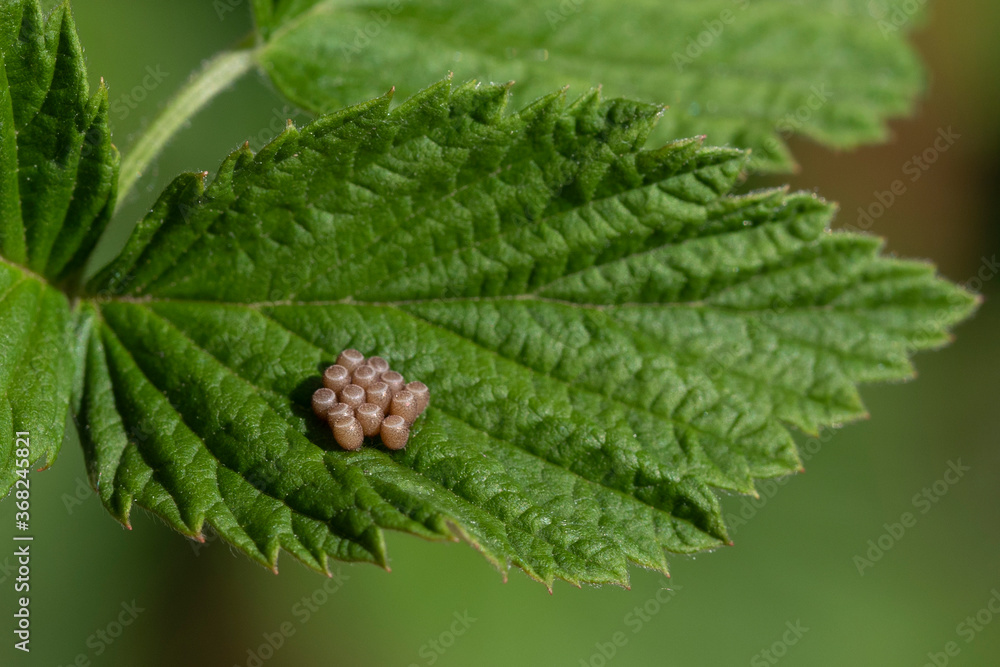 Insect Eating Raspberry Leaves butterfly insect eggs are deposited on leaf of raspberries on nature ...