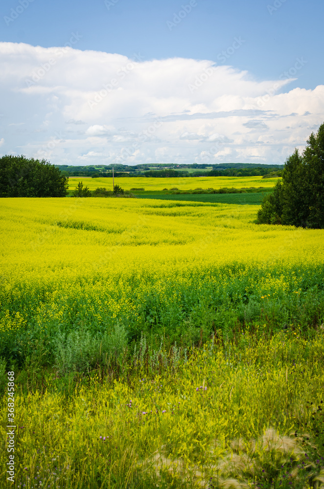 Fototapeta premium Vibrant yellow canola fields in rural Manitoba, Canada