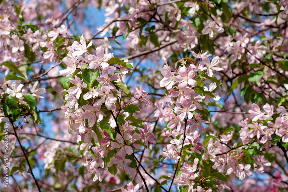 Apple branches bloom pink flowers in early spring Apple branches bloom pink flowers in early spring