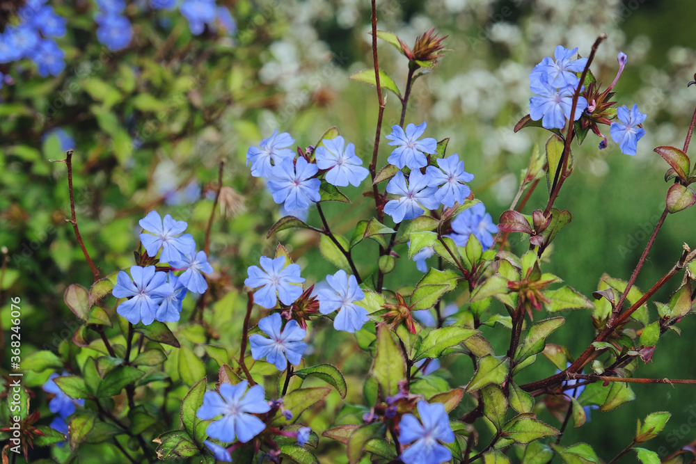 Fototapeta premium Blue leadwood in flower