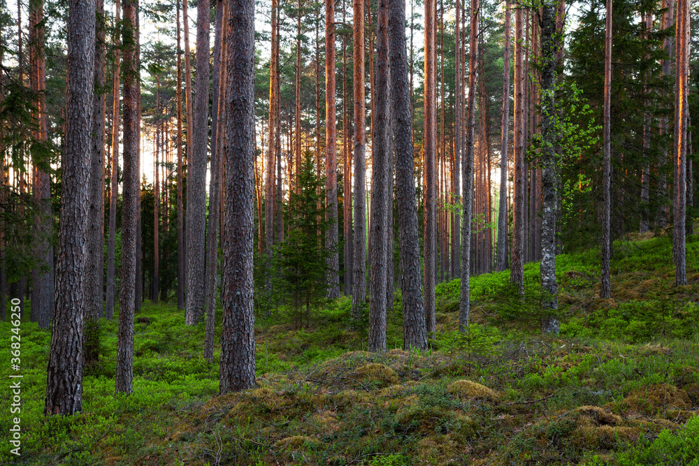 Obraz premium Summery lush Pine grove boreal forest in the evening in Estonian wild nature, Northern Europe. 