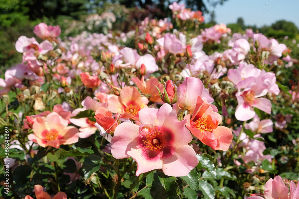 The delicate apricot and salmon pin roses of rosa for your eyes only 'cheweyesup' in flower The delicate apricot and salmon pin roses of rosa for your eyes only 'cheweyesup' in flower