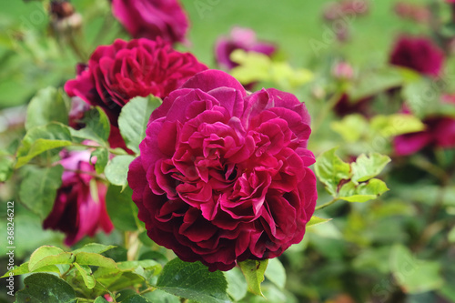 The velvet burgundy roses of rosa munstead wood 'ausbernard' in flower photo