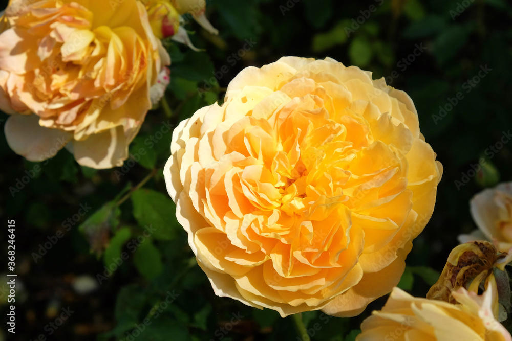 The yellow roses of rosa molineux 'ausmol' in flower The yellow roses of rosa molineux 'ausmol' in flower