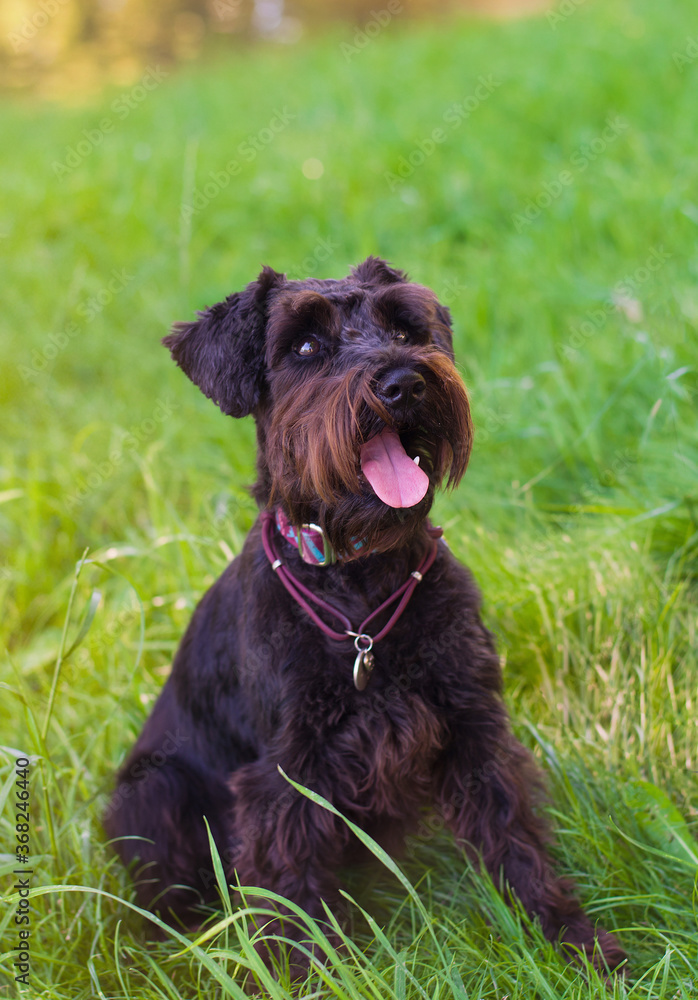Black zwergschnauzer sitting on grass. Black dog. Black schnauzer