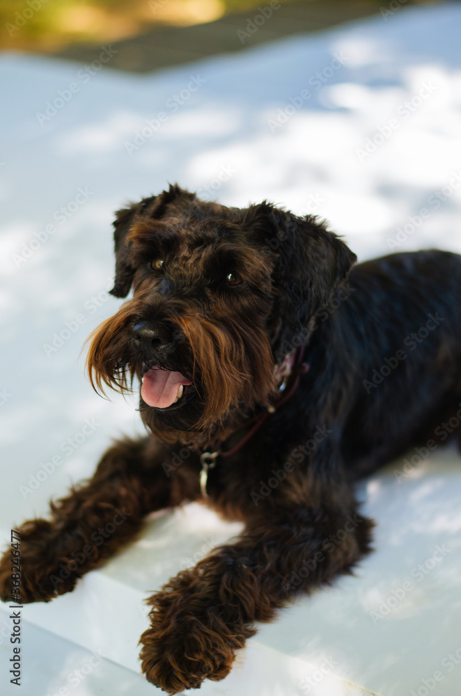 Black zwergschnauzer lying on white surface. Black dog. Black schnauzer