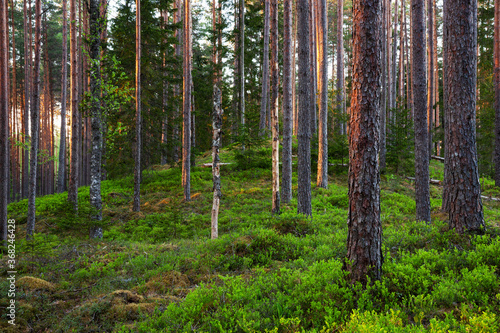 Fototapeta Naklejka Na Ścianę i Meble -  Summery lush Pine grove boreal forest in the evening in Estonian wild nature, Northern Europe. 