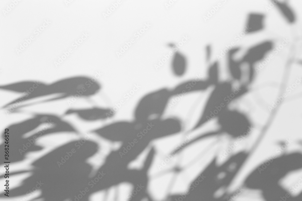 Fototapeta premium Shadow overlay effect for photo. Shadows from tree leaves and tropical branches on a white wall in sunlight.