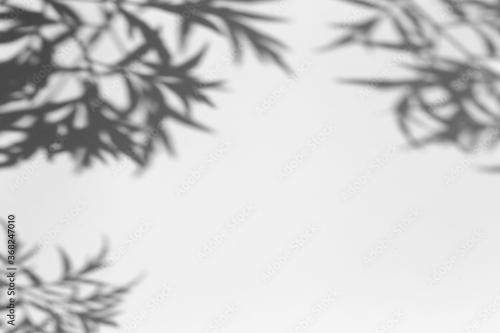 Shadow overlay effect for photo. Shadows from tree leaves and tropical branches on a white wall in sunlight. Shadow overlay effect for photo. Shadows from tree leaves and tropical branches on a white wall in sunlight.