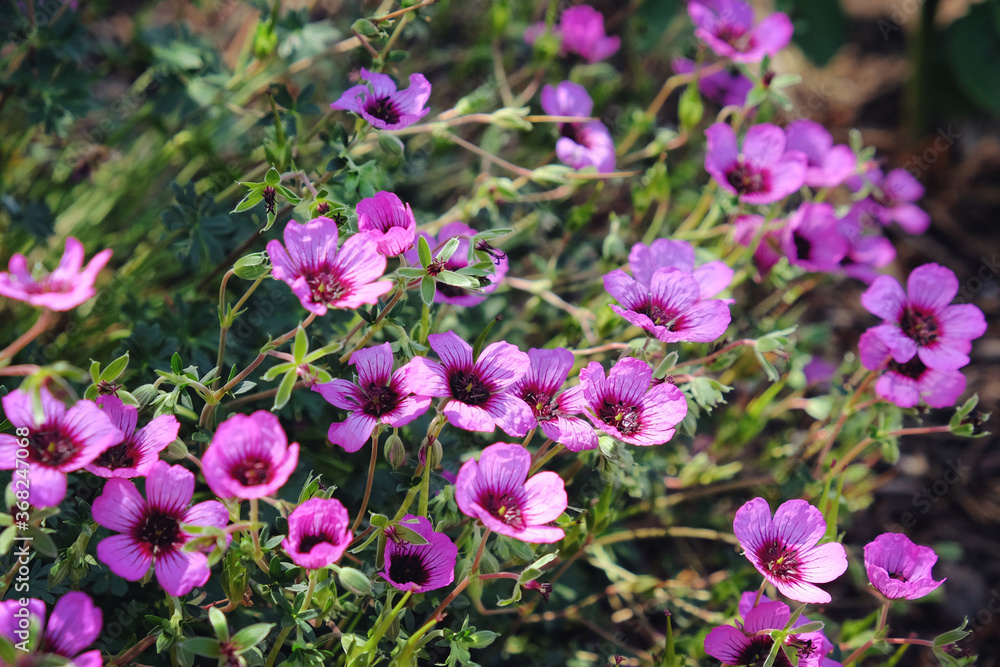 Pink hardy Geranium cinereum 'Jolly Jewels Night' in flower Pink hardy Geranium cinereum 'Jolly Jewels Night' in flower