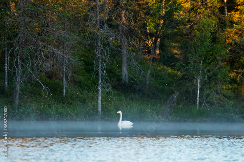 Whooper Swan, Cygnus cygnus swimming on a summery small lake in Northern Finland near Kuusamo. 