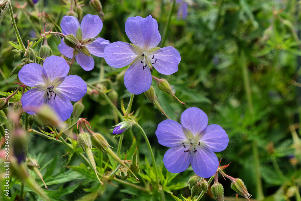 Purple hardy geranium 'Orion' in flower Purple hardy geranium 'Orion' in flower