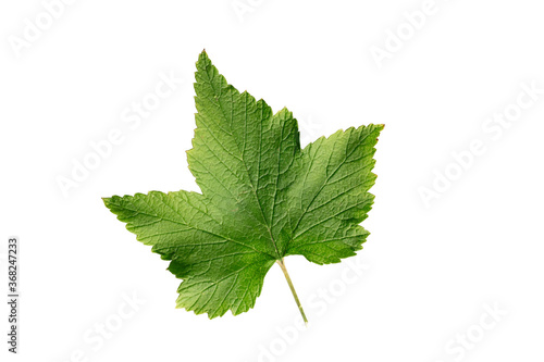 Green currant leaf isolated on white background. Top view