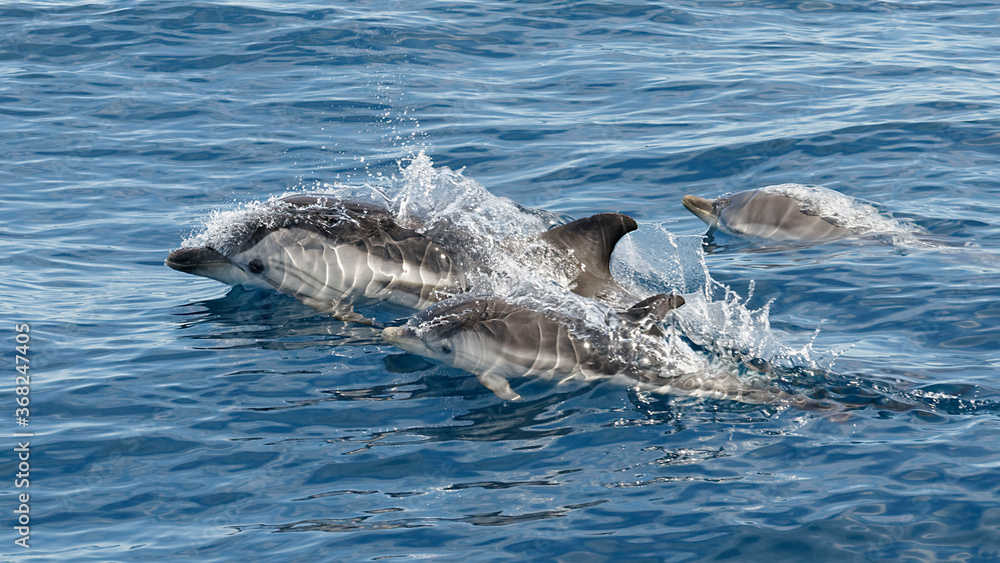 Fototapeta premium Striped Dolphin (Stenella coeruleoalba) - Mother and two babies - Mediterranean Sea, France