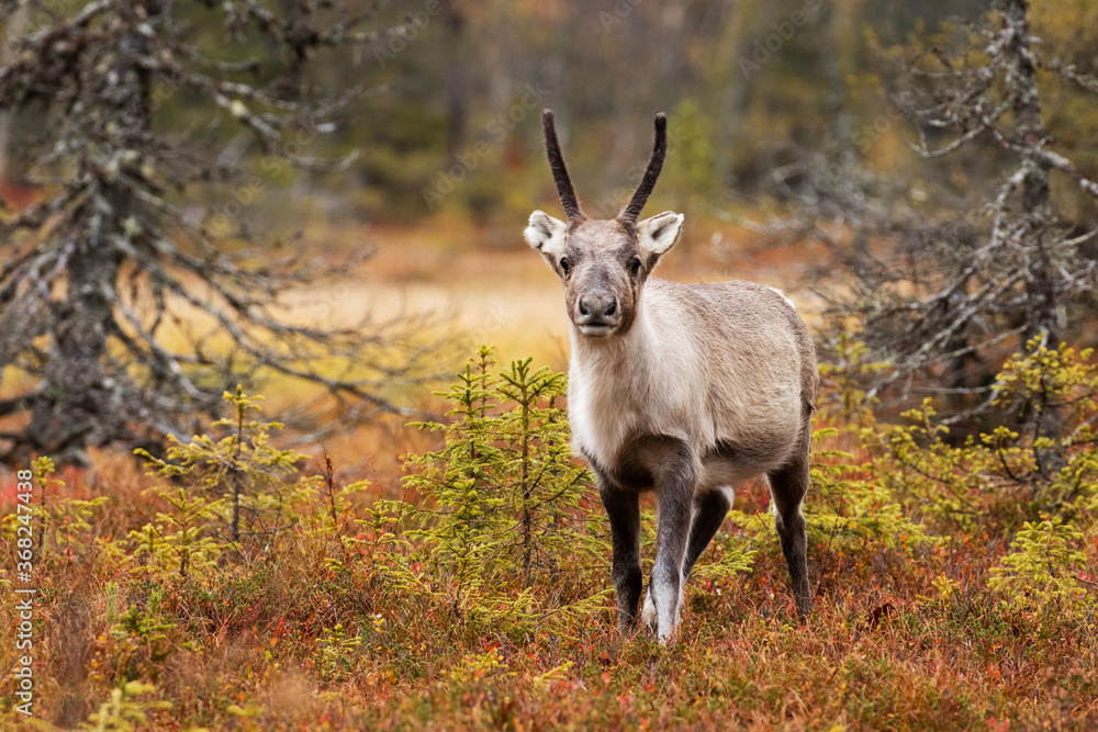 A young domestic reindeer calf with small antlers during autumn foliage in October in FInnish Lapland, Northern Europe. A young domestic reindeer calf with small antlers during autumn foliage in October in FInnish Lapland, Northern Europe.
