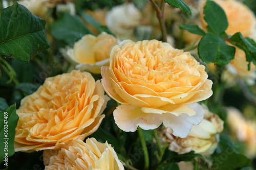 Peach rose rosa 'crown 'princess margareta auswinter' in bloom photo