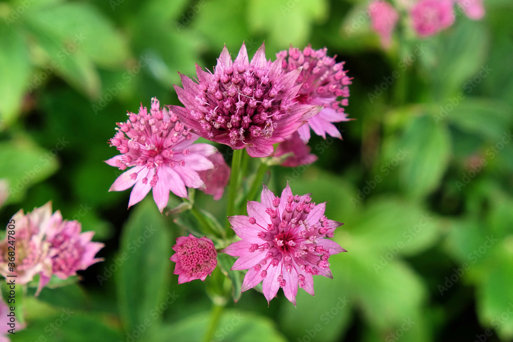 The delicate pink flowers of Astrantia 'Roma' in bloom The delicate pink flowers of Astrantia 'Roma' in bloom