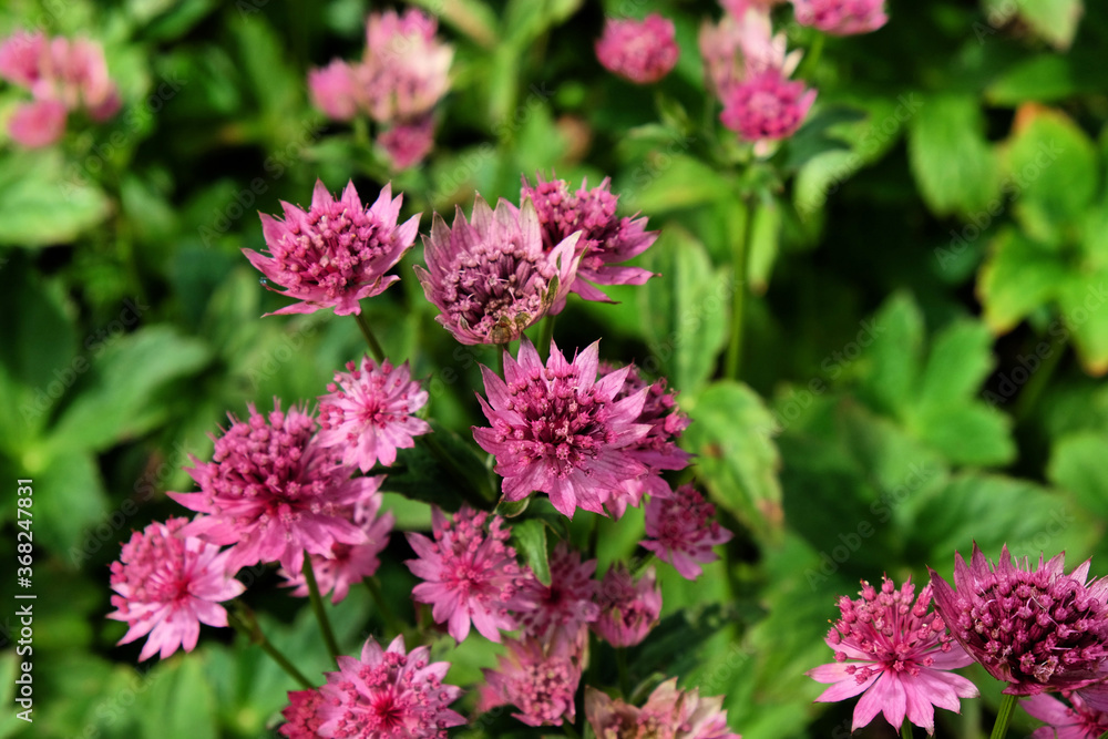 The delicate pink flowers of Astrantia 'Roma' in bloom The delicate pink flowers of Astrantia 'Roma' in bloom