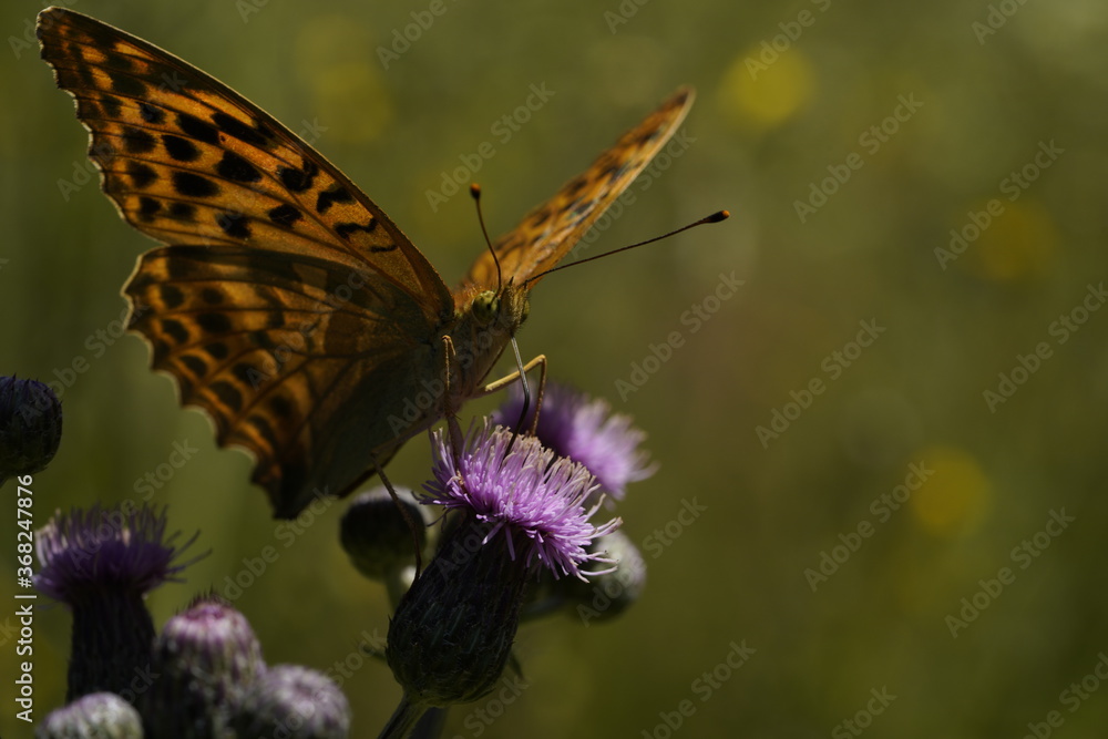 Obraz premium Nymphalidae Issoria lathonia in natural habitat