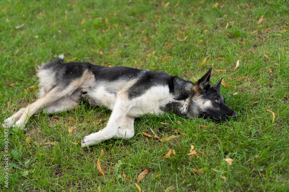 The dog lies on the grass