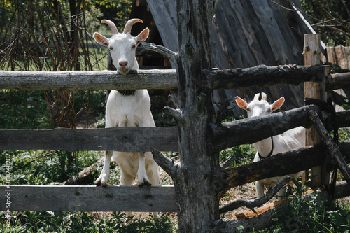Foto The white goat stands on the fence and looks at you