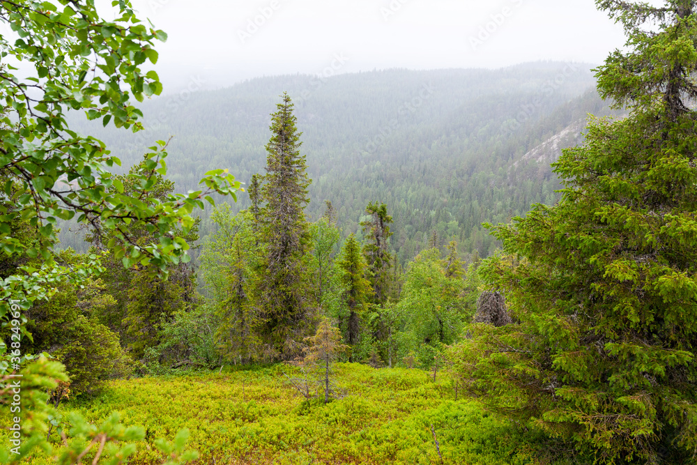 A beautiful view to a taiga forest hillside covered with trees during summertime in Northern Finland. 