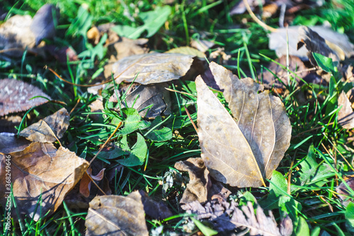 Fallen leaves on autumn green grass. Season change concept.