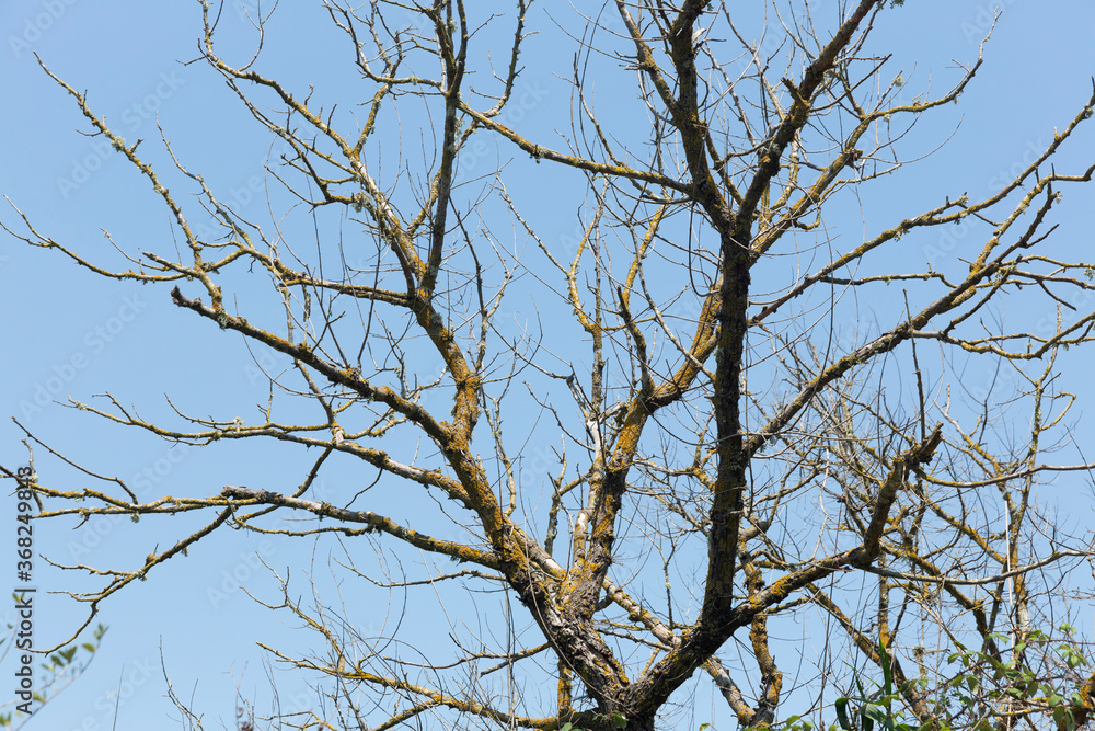 Elms without leaves, native trees of the Natural Park of s'Albufera Elms without leaves, native trees of the Natural Park of s'Albufera