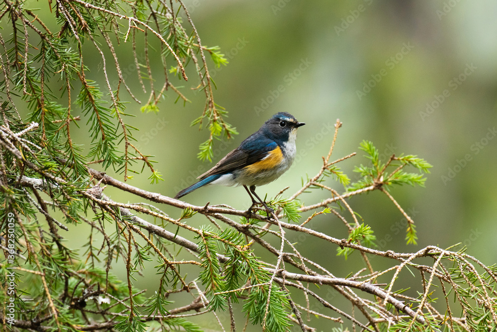 Fototapeta premium A beautiful male Red-flanked bluetail (Tarsiger cyanurus) in the middle of an old hillside coniferous taiga forest near Kuusamo, Northern Finland. 