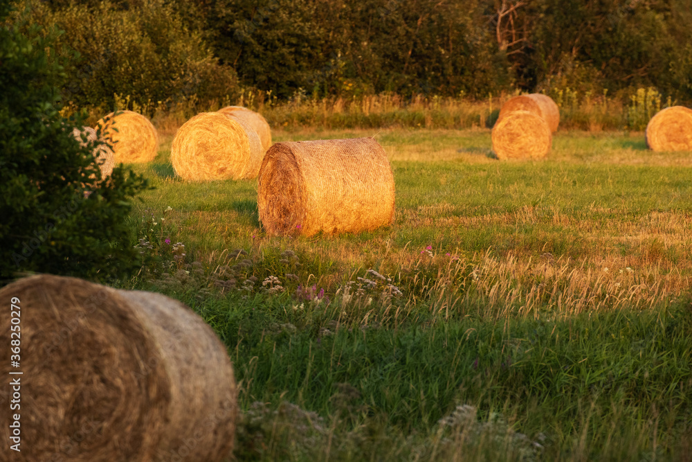 Golden hay bales left on a meadow during a beautiful sunset in Estonian countryside. 