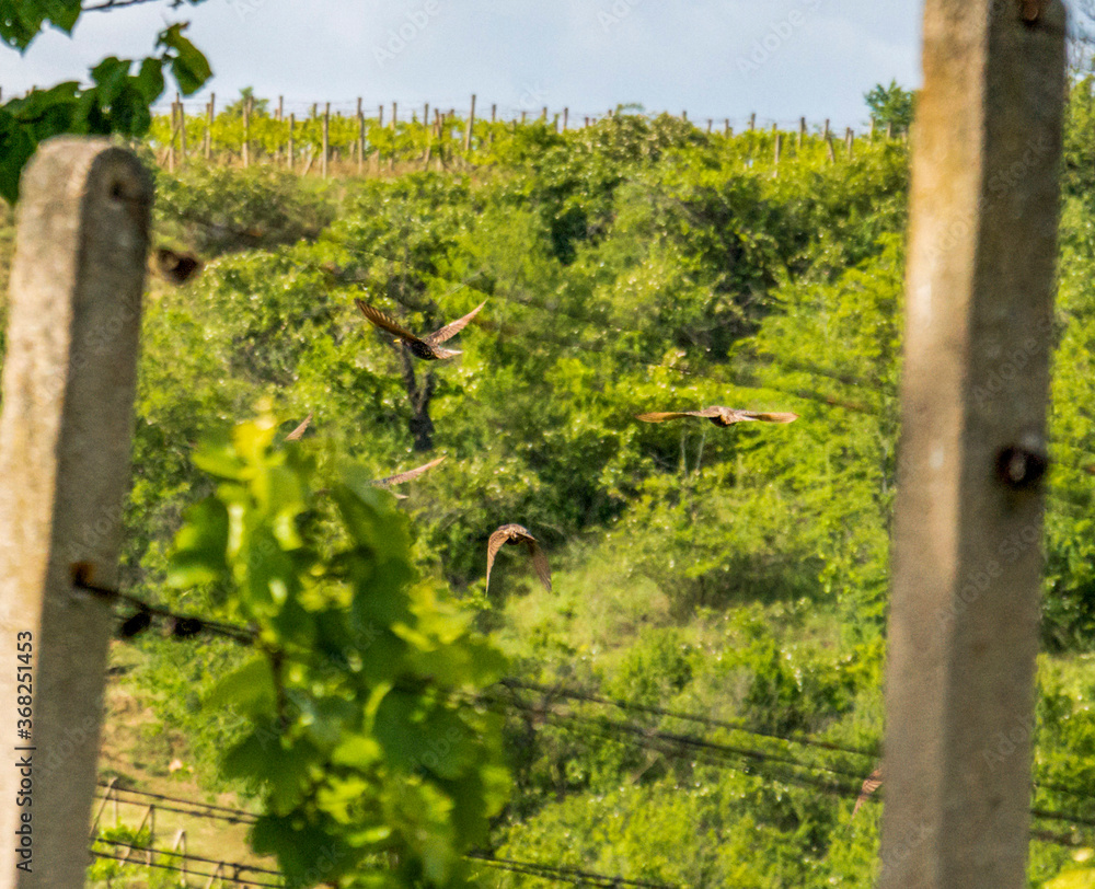 Fototapeta premium Birds in a vineyard