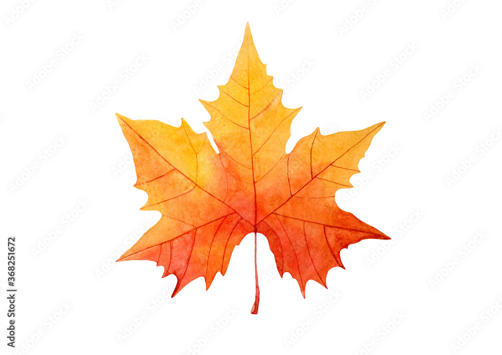 Watercolor hand drawn illustration of autumn Maple Leaf. Isolated objects on white background. For creating various autumn fall designs Watercolor hand drawn illustration of autumn Maple Leaf. Isolated objects on white background. For creating various autumn fall designs