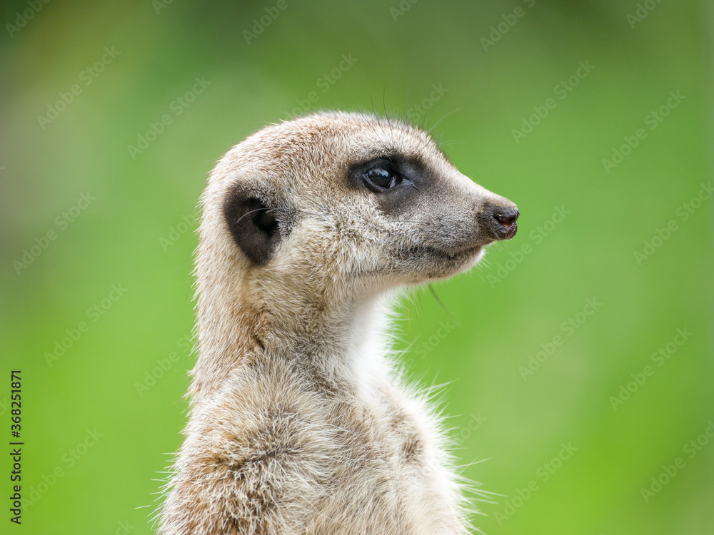 ミ―アキャットの可愛いポートレート meerkat ミ―アキャットの可愛いポートレート meerkat
