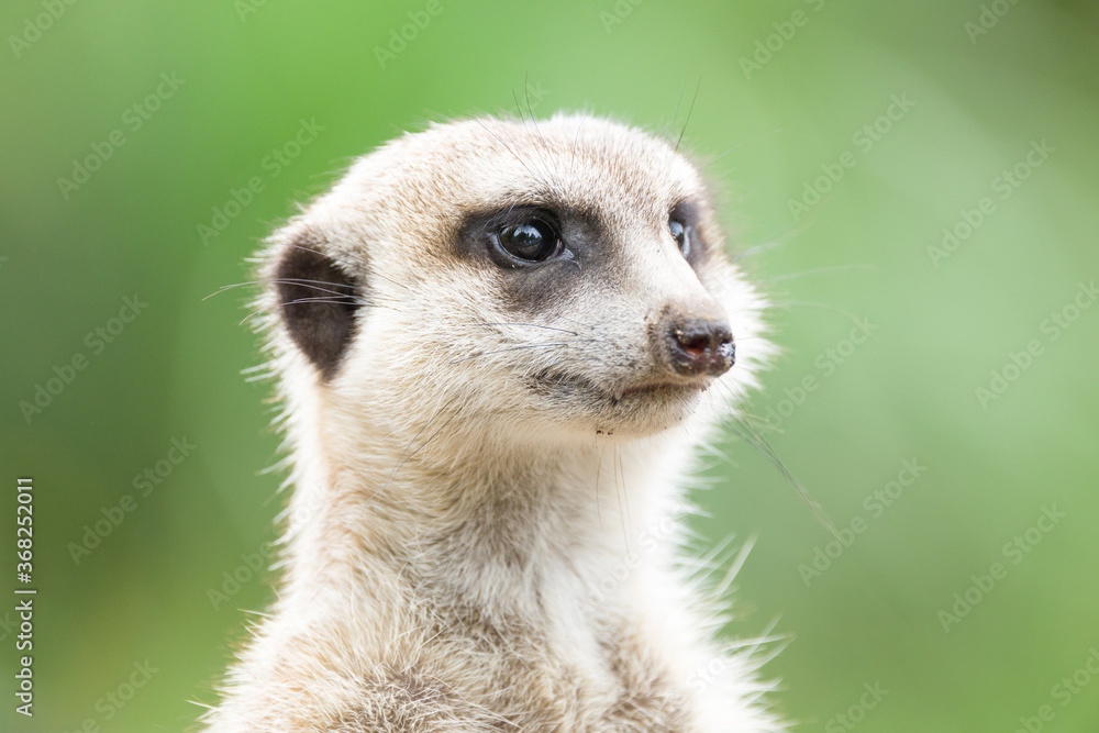 ミ―アキャットの可愛いポートレート meerkat ミ―アキャットの可愛いポートレート meerkat
