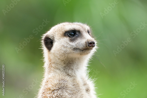 ミ―アキャットの可愛いポートレート meerkat © Sou