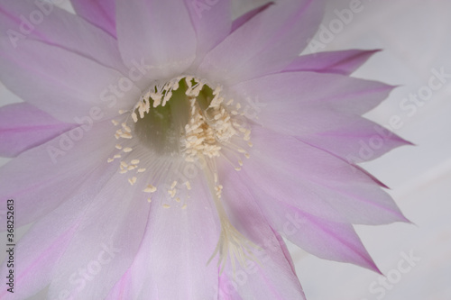 white pink Cactus Flower Echinopsis Eyriesii