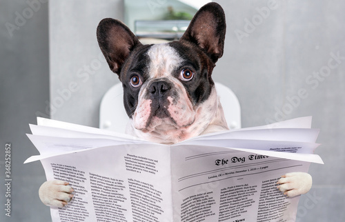 French bulldog sitting on a toilet seat with the newspaper © Patryk Kosmider
