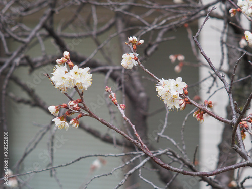 白の桜