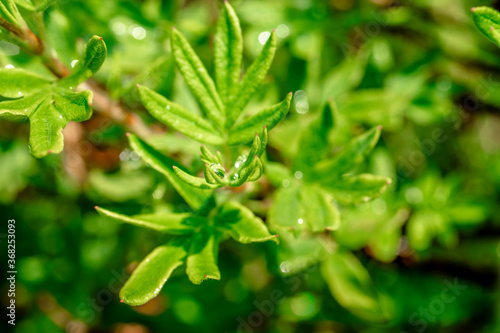 Dew on a bright green bush. Drops of water on a green bush