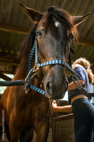 Children take care of the horse in the old stable. Girl grooming horse with brush