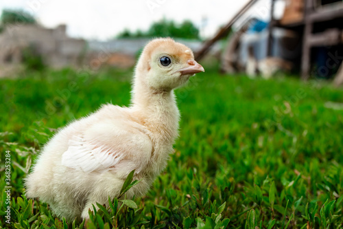 Little turkey on green grass. Turkey-poult close up. Turkey chick walking in the air. Eco farm
