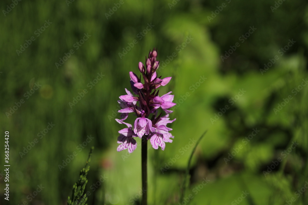 Obraz premium Blume