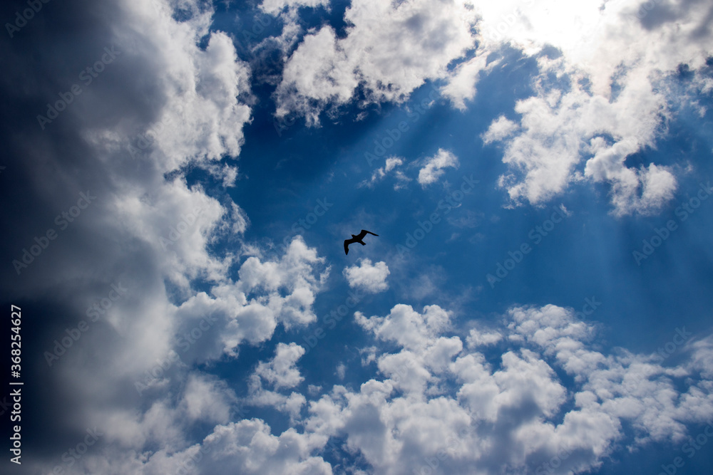 Fototapeta premium clouds in the sky