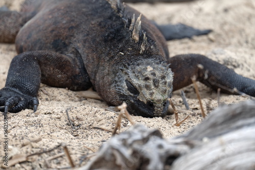 Galapagos Meerechse