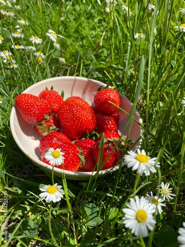Fototapeta Naklejka Na Ścianę i Meble -  Reife frische Erdbeeren in Schüssel umringt von Gänzeblümchen